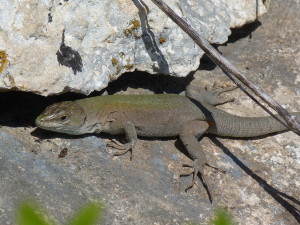 Jašterica ruinová ( Podarcis siculus siculus ), samec, vápencové pole u cintorína, Siracusi.