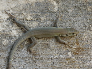 Jašterica ruinová ( Podarcis siculus siculus ), mláďa, cintorín, Siracusi.