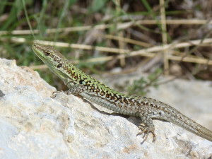 Jašterica ruinová ( Podarcis siculus siculus ), samička, normálne sfarbená medzi jednofarebnými, okraj mesta, Siracusi.