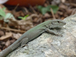 Jašterica ruinová ( Podarcis siculus siculus ), samec, okraj mesta, Siracusi.