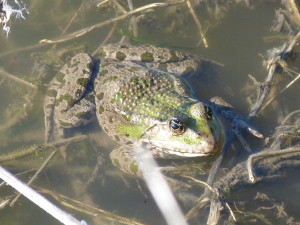 Skokan rapotavý ( Phelophylas ridibundus ), 