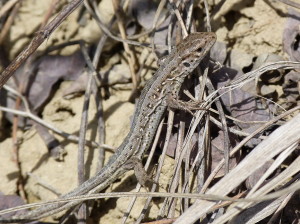 Mláďa jašterice Lacerta agilis chersonensis.