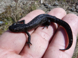 Samička mloka veľkého ( Triturus cristatus ).