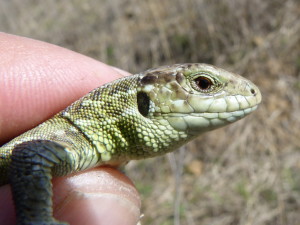 Samec jašterice krátkohlavej (Lacerta agilis chersonensis), detail.  