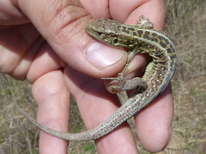 Samec jašterice krátkohlavej (Lacerta agilis chersonensis).