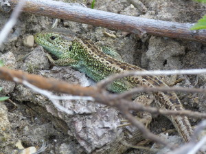 Samec jašterice krátkohlavej ( Lacerta agilis argus ), Uriž