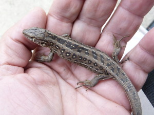 Samička jašterice krátkohlavej ( Lacerta agilis argus ), Mraznycja.