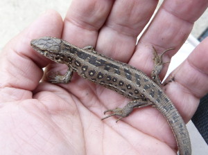 Samička jašterice krátkohlavej ( Lacerta agilis argus ), Mraznycja.