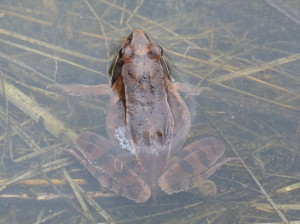 Skokan hnedý ( Rana temporaria ).