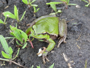 Rosnička východná ( Hyla  orientalis ), Zalisky.