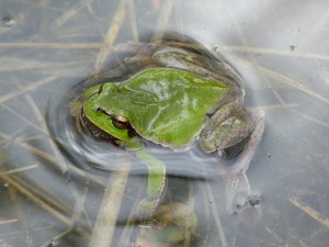 Rosnička východná ( Hyla  orientalis ), Zalisky.