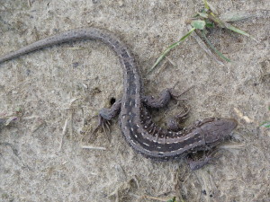 Samička jašterice krátkohlavej ( Lacerta agilis argus ), Zalisky.