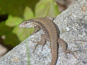 Jašterica múrová ( Podarcis muralis maculiventris ), samec.