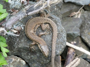 Jašterica múrová ( Podarcis muralis maculiventris ), mláďa.