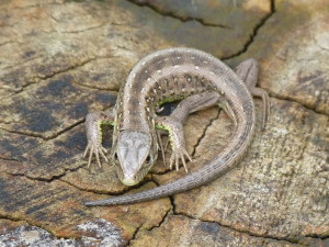 Jašterica krátkohlavá ( Lacerta agilis ), mladý samec.