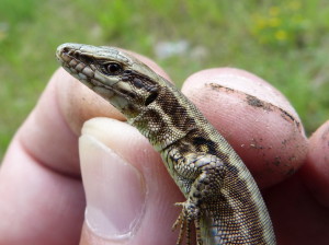 Jašterica múrová ( P. muralis maculiventris ), samička.