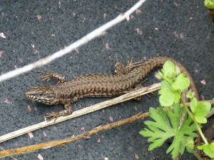 Jašterica múrová ( Podarcis muralis ), samec.