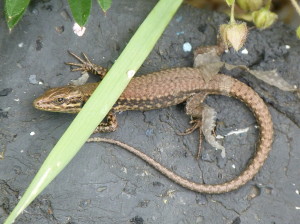 Jašterica múrová ( Podarcis muralis maculiventris ), samec.