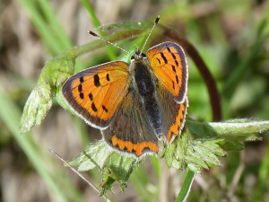 Ohniváčik čiernokrídly ( Lycaena phlaeas ).