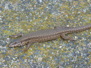 Jašterica múrová ( Podarcis muralis maculiventris ), samička.