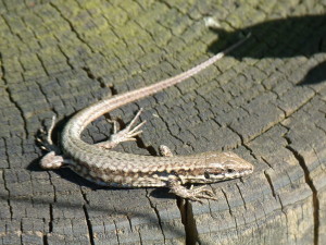 Jašterica múrová ( Podarcis muralis maculiventris ), mláďa.