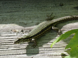 Jašterica múrová ( Podarcis muralis maculiventris ), samička.