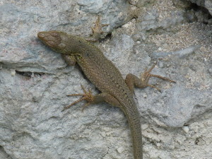 Jašterica ruinová ( Podarcis siculus ), iná samička, Riva.