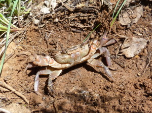 Suchozemský krab, tých bolo veľa okolo potoka, Gökçek.