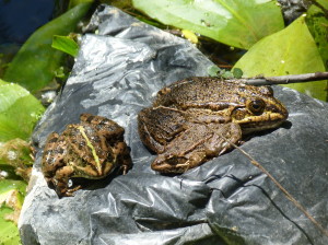 Skokany rapotavé ( Pelophylax ridibundus ), Gökçek.