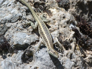 Jašterica kapadocká ( Apathya cappadocica cappadocica ).