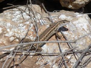 Jašterica hadooká ( Ophisops elegans centralanatoliae ), Demirce. 