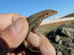 Jašterica Valentiniho ( Darevskia valentini lantzicyreni ), samec, Sakaltutan, 