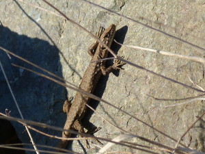 Jašterice Valentiniho ( Darevskia valentini lantzicyreni ), samička, Sakaltutan.