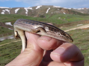 Scink Heremites vittatus, Zimak.