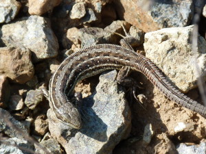 Jašterica drobná ( Parvilacerta parva ), Zimak.