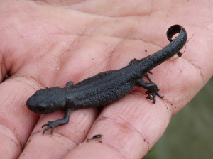 Mlok Triturus anatolicus, nachádzali sme ich pod kameňmi na vypasenej lúke v lese, Çakırlı.