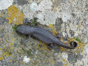 Mlok Triturus anatolicus, nachádzali sme ich pod kameňmi na vypasenej lúke v lese, Çakırlı.