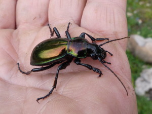 Bystruška ( Carabus sp. ), Çakırlı.  