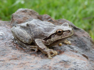 Rosnička východná ( Hyla orientalis ), dve farebné formy, Çakırlı.