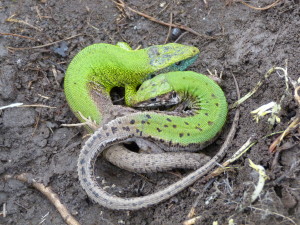 Jašterice zelené balkánske ( Lacerta viridis meridionalis ), pár, Çakırlı.