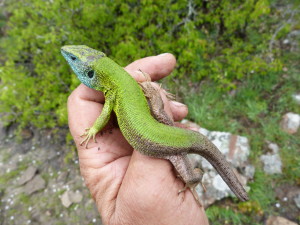 Jašterica zelená balkánská ( Lacerta viridis meridionalis ), samec v detailu, Çakırlı.