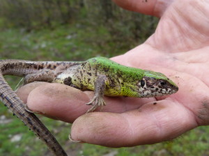 Jašterica zelená balkánská ( Lacerta viridis meridionalis ), samička, Çakırlı, 