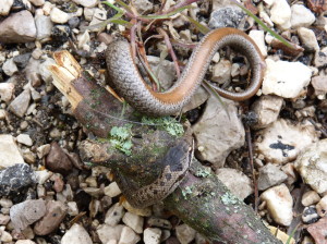 Užovka hladká ( Coronella austriaca ), mláďa.