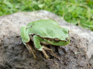 Rosnička východná ( Hyla orientalis ), dve farebné formy, Çakırlı.