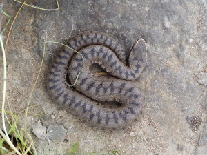 Vretenica Vipera barani, Çakırlı.