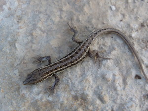 Mláďa jašterice drobnej ( Parvilacerta parva ), Cördük.