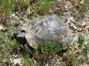 Korytnačka žltohnedá ( Testudo graeca ), Daylıhacı.