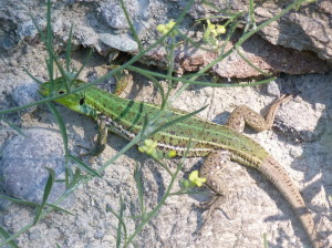 Jašterica maloázijská ( Lacerta media ), samička, Sapaca.