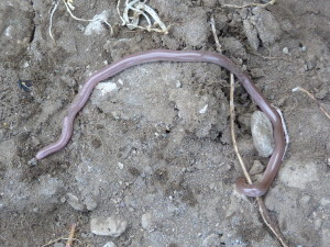 Slepáň žltkastý (Xerotyphlops vermicularis),Tosya.