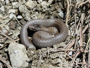 Užovka hladká ( Coronella austriaca ), mláďa, Bürnük